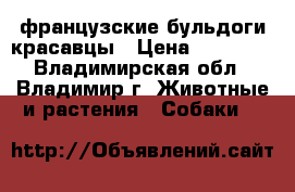 французские бульдоги красавцы › Цена ­ 15 000 - Владимирская обл., Владимир г. Животные и растения » Собаки   